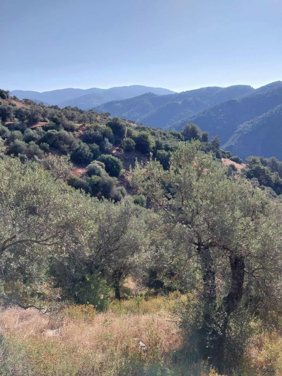 DOĞA DOSTU'ndan FİYAT DÜŞTÜ! BAYINDIR YAKAPINAR TEK TAPU 3612 m2